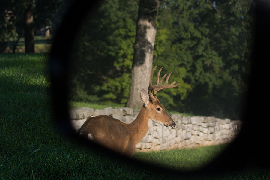 White-tailed Deer In Rearview Mirror